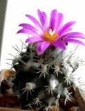 Turbinicarpus.jpg