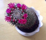 Mammillaria.jpg