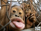 Monkey.jpeg