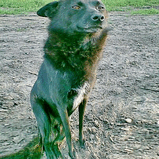 моя охрана.jpg