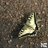 butterfly.jpeg