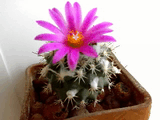 Turbinicarpus.jpg