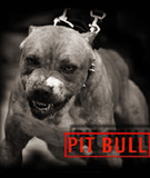 PITBUL.jpg