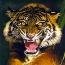 Tigr_2.jpg