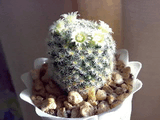 mammillaria.jpg