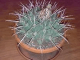 cactus.jpg