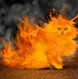 Fire_cat.jpg