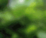 _.gif