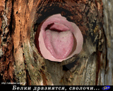 vzrslprik036.jpg