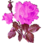 Розовая_роза_7590727.gif