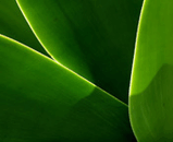 Green_Leaves.jpg