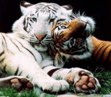 2tigers.jpg