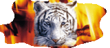 tig12.gif