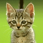 catavatard072.gif
