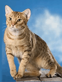 ocicat_03.jpg