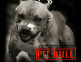 PIT_BULL.jpg