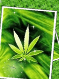 green.zip