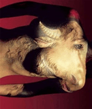 00zodiac_taurus.jpg