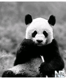 1magicbw_by_kaist_zip.zip