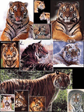 11Tigers3904.jpg