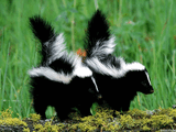 Skunks.jpg