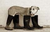 dogboot.jpg