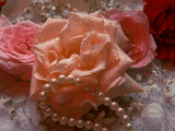 Rose39.jpg