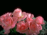 Rose26.jpg