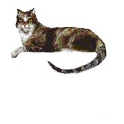 a_cat6.gif
