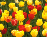 redyellow tulips.jpg