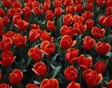 red tulips.jpg