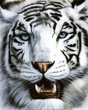 white_tiger.jpg