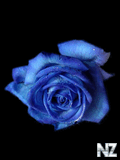 5722561_4627200_BlueRoseb.jpg