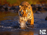 tigers07.jpg