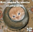 Кот.jpg