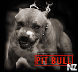 Pit_bull123.jpg