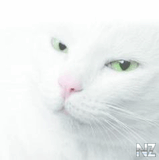 whitecat111.jpg