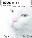 Withe_cat