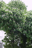 DSC01142_ob1_ks1.jpg