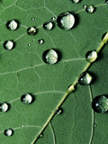 raindropsonafallenleaf1600x120.jpg