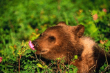 001_bear.jpg