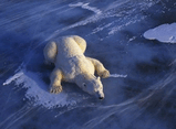 003_bear.jpg