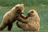 005_bear.jpg