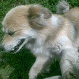 Mi_dogs.jpg