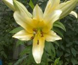 26062008.jpg