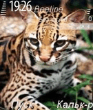 Wild_cat.zip