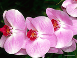 82902282_Moth_Orchid.jpg