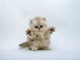 Cat.jpg