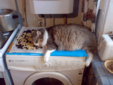 29072008037.jpg