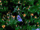 03092008_013_.jpg